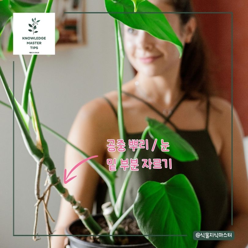 몬스테라 번식 자르는 부분