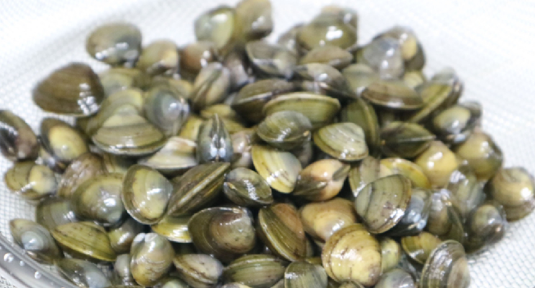 황달에 좋은 음식 중에 하나 인 재첩