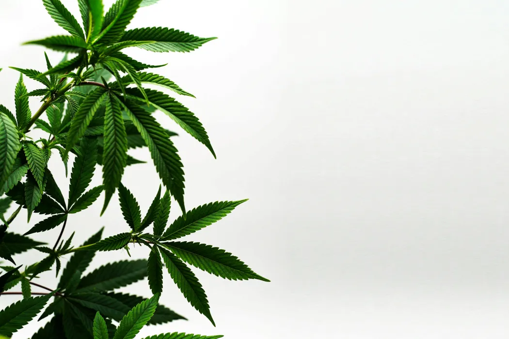 대마-사진
