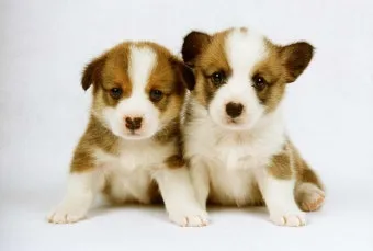 새끼강아지무료분양 멍멍이 가족 맞이 꿀팁_19