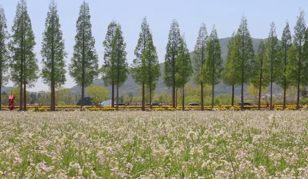 가을에 꼭 가봐야 명소 덕산 메타세쿼이아길