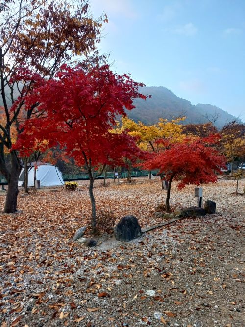 캠핑장_사이트