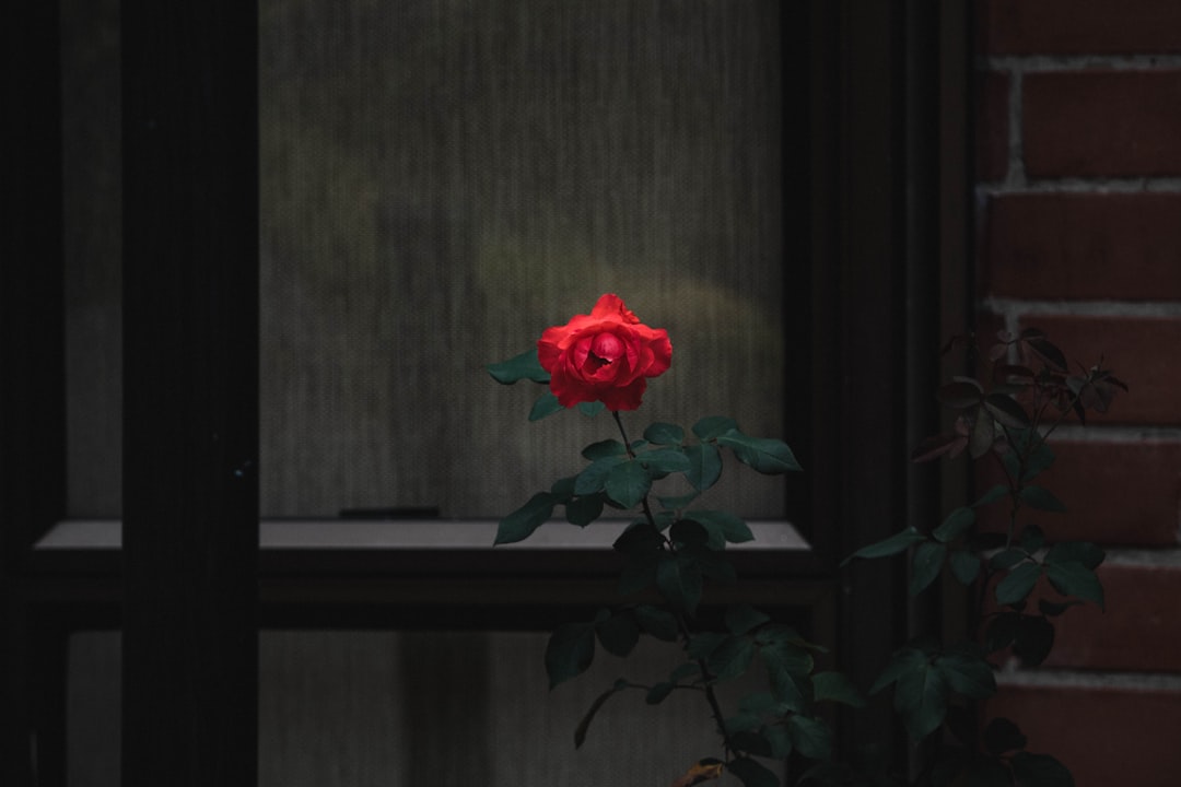 Realism