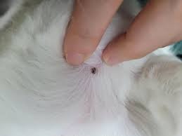 진드기&amp;#44; 어디에 제일 잘 붙을까?-진드기
