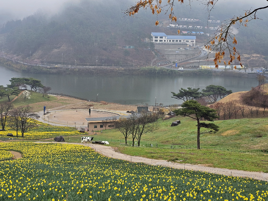 구례 지리산 치즈랜드 수선화