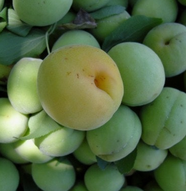 매실 효능과 부작용 고르는법 칼로리