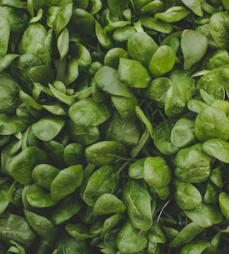 시금치 효능 부작용 고르는법 칼로리