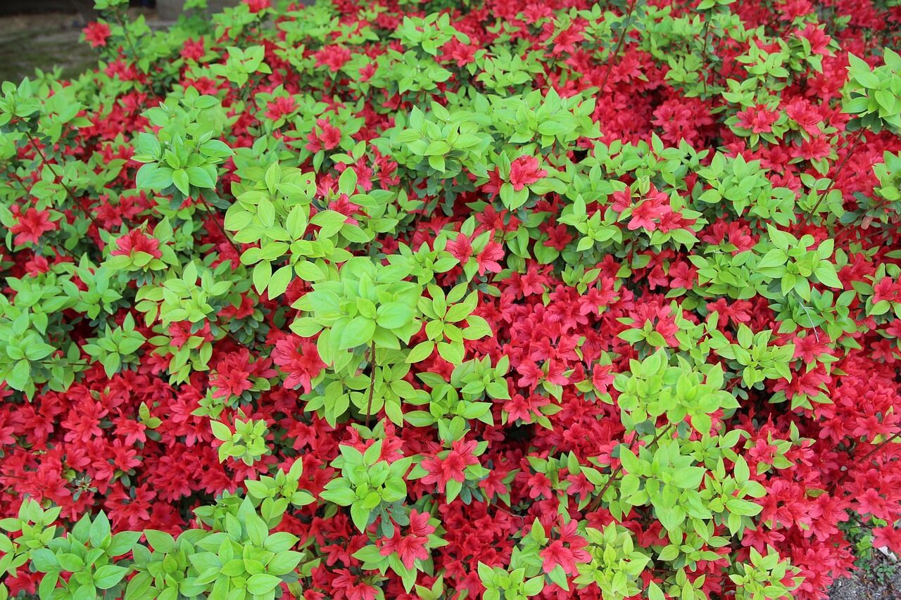 2025 황매산 억새축제 일정