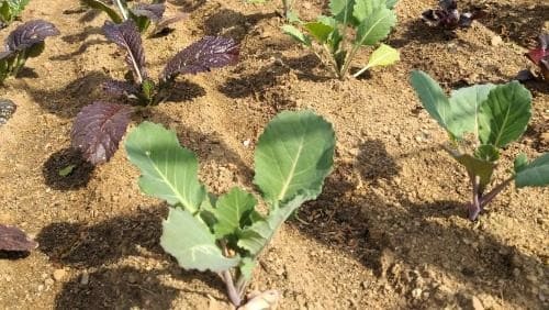 케일재배법-케일-모종심기-모종심는시기-모종정식시기