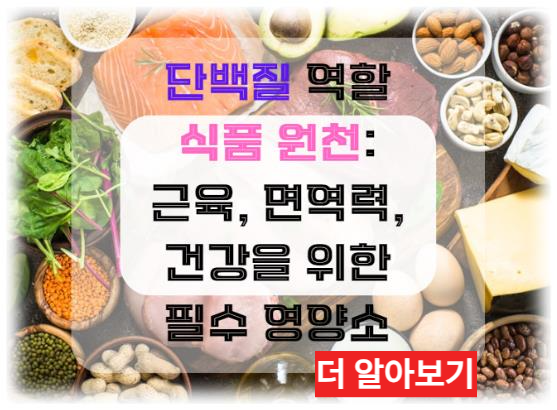 단백질의 역할과 식품 원천: 근육, 면역력, 건강을 위한 필수 영양소