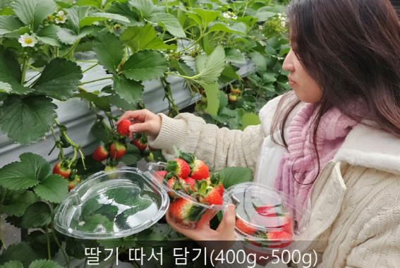 양평딸기 송어축제