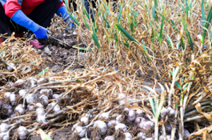 마늘 먹는 꿈 마늘 쪼개는 꿈 마늘 캐는 꿈