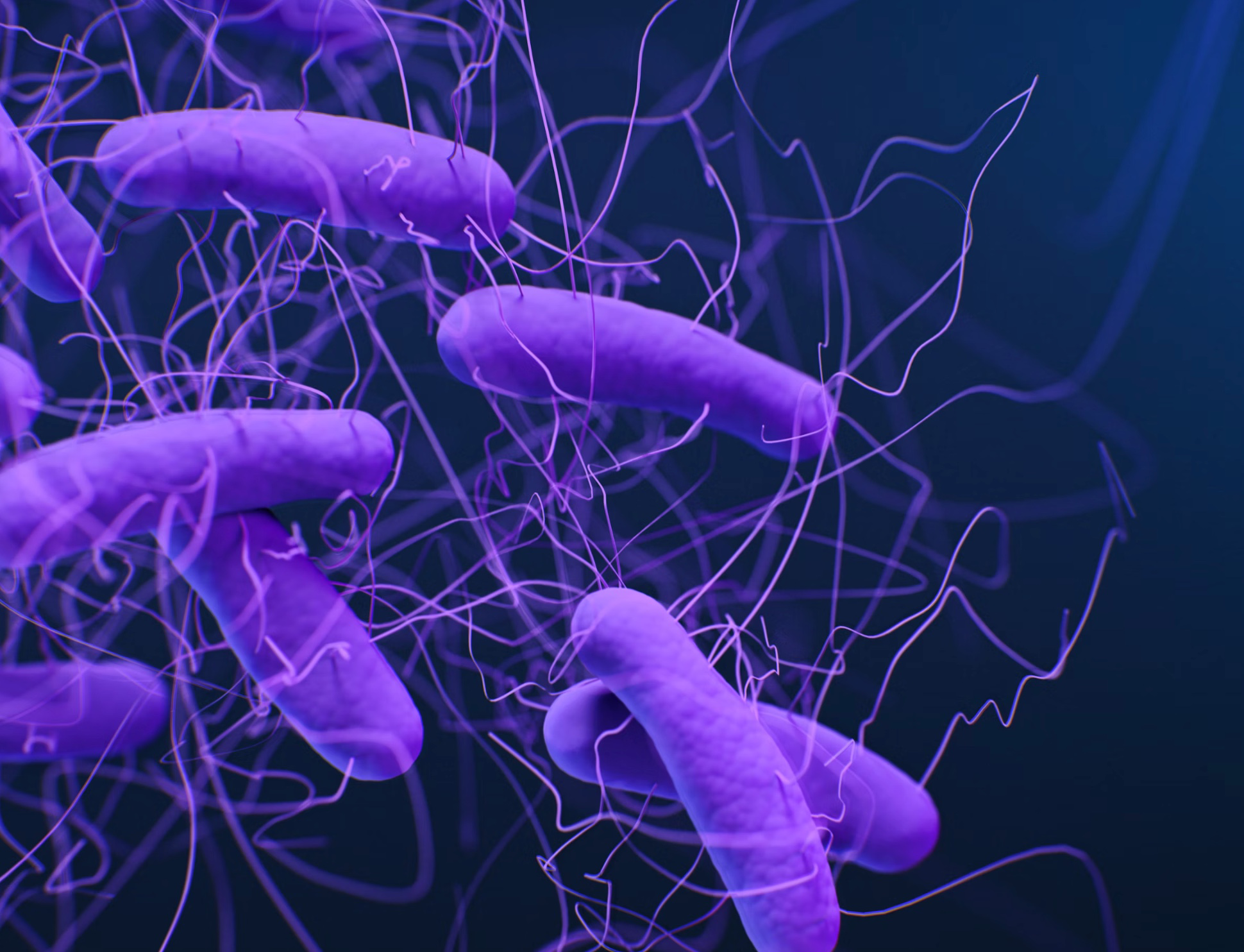 헬리코박터균 약