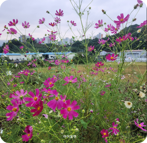 가을길에 물든 코스모스의 노래 -김해 마찰수로 뚝에 핀