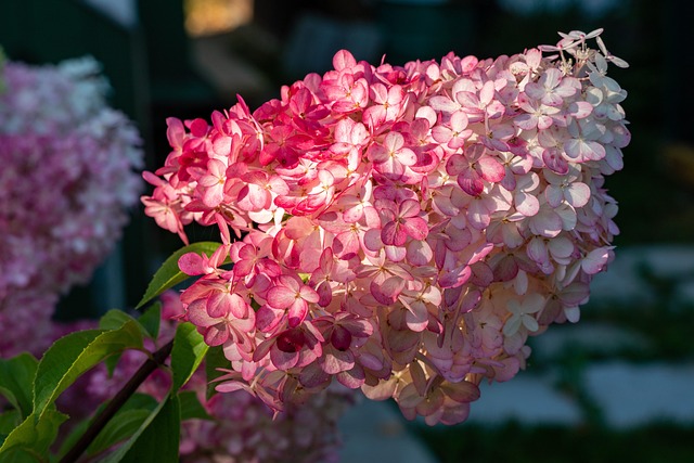 아침고요수목원 수국전시회