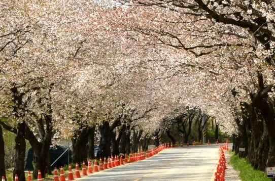 월출산 벚꽃길