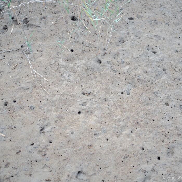 게들이 살고있는 갯벌