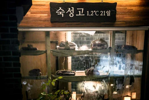 초계한우