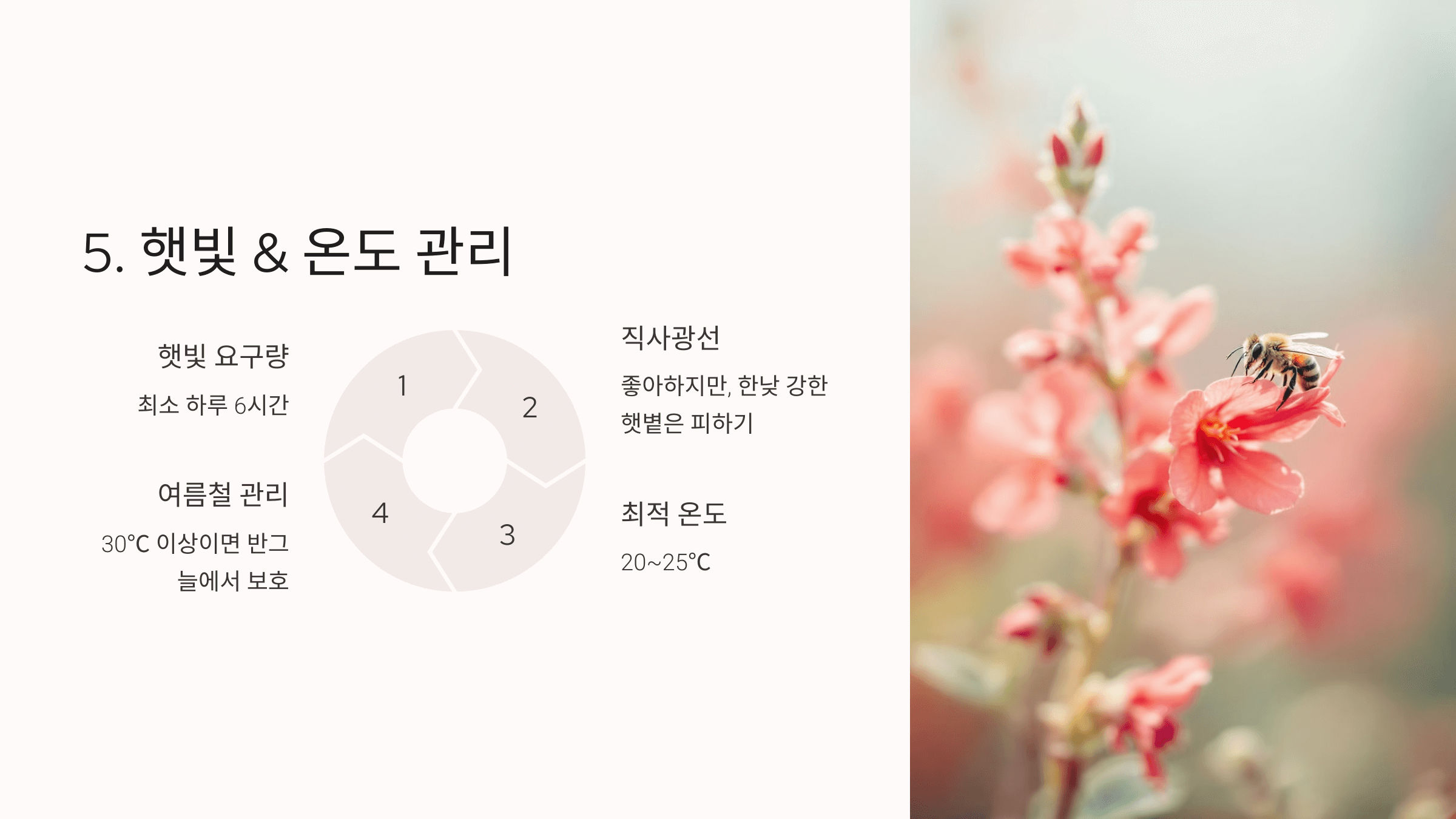 사루비아 사진입니다.