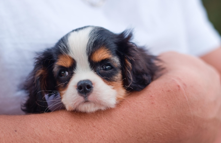 강아지 훈련에 대해서 2
