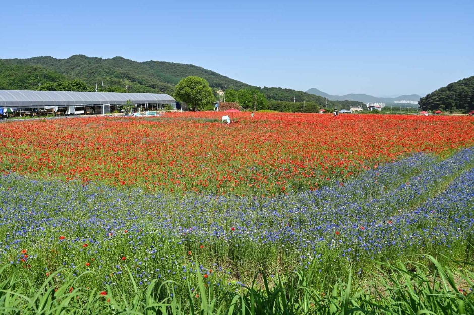 원주용수골꽃양귀비축제