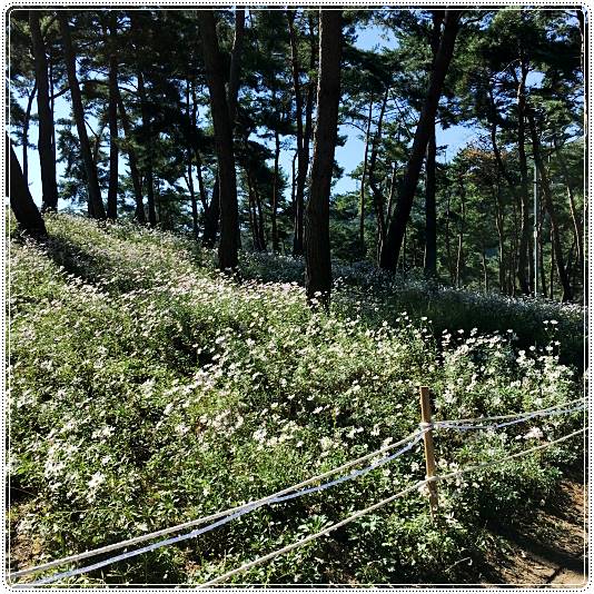 정읍구절초축제