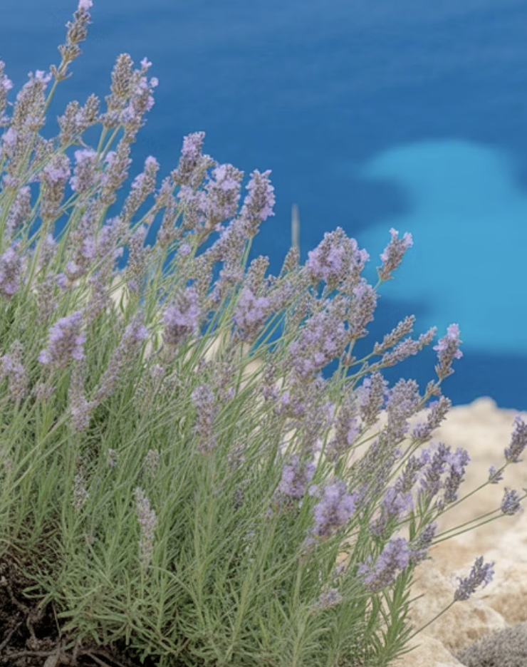 라벤더는 &amp;#39;건조한 언덕&amp;#39;의 아이