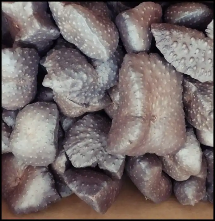 하늘마 효능과 부작용