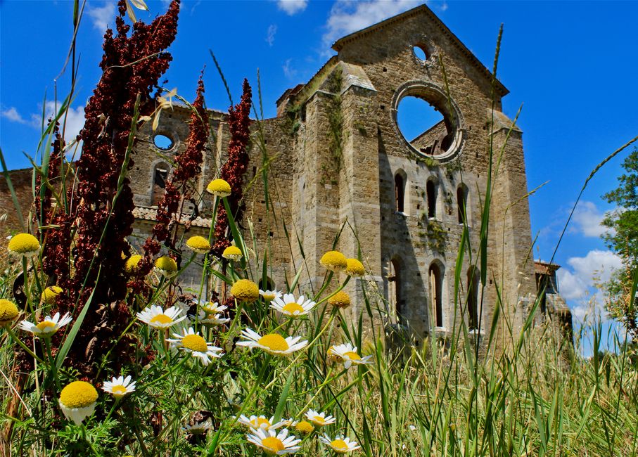 Captured in Tuscany, this image showcases historic abbey ruins surrounded by vibrant wildflowers under a clear blue sky.