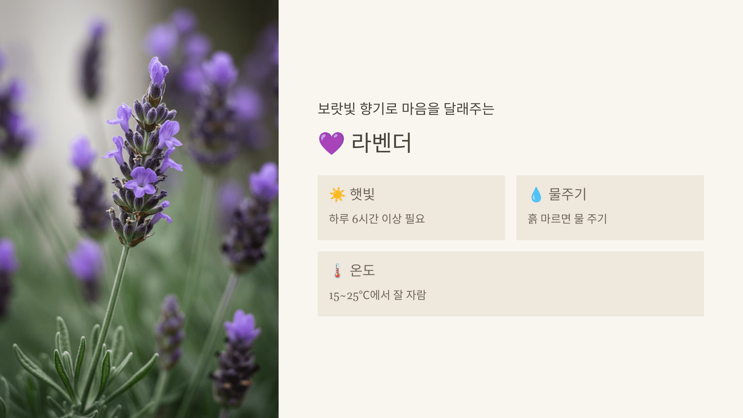 라벤더 – 심신 안정과 숙면 유도