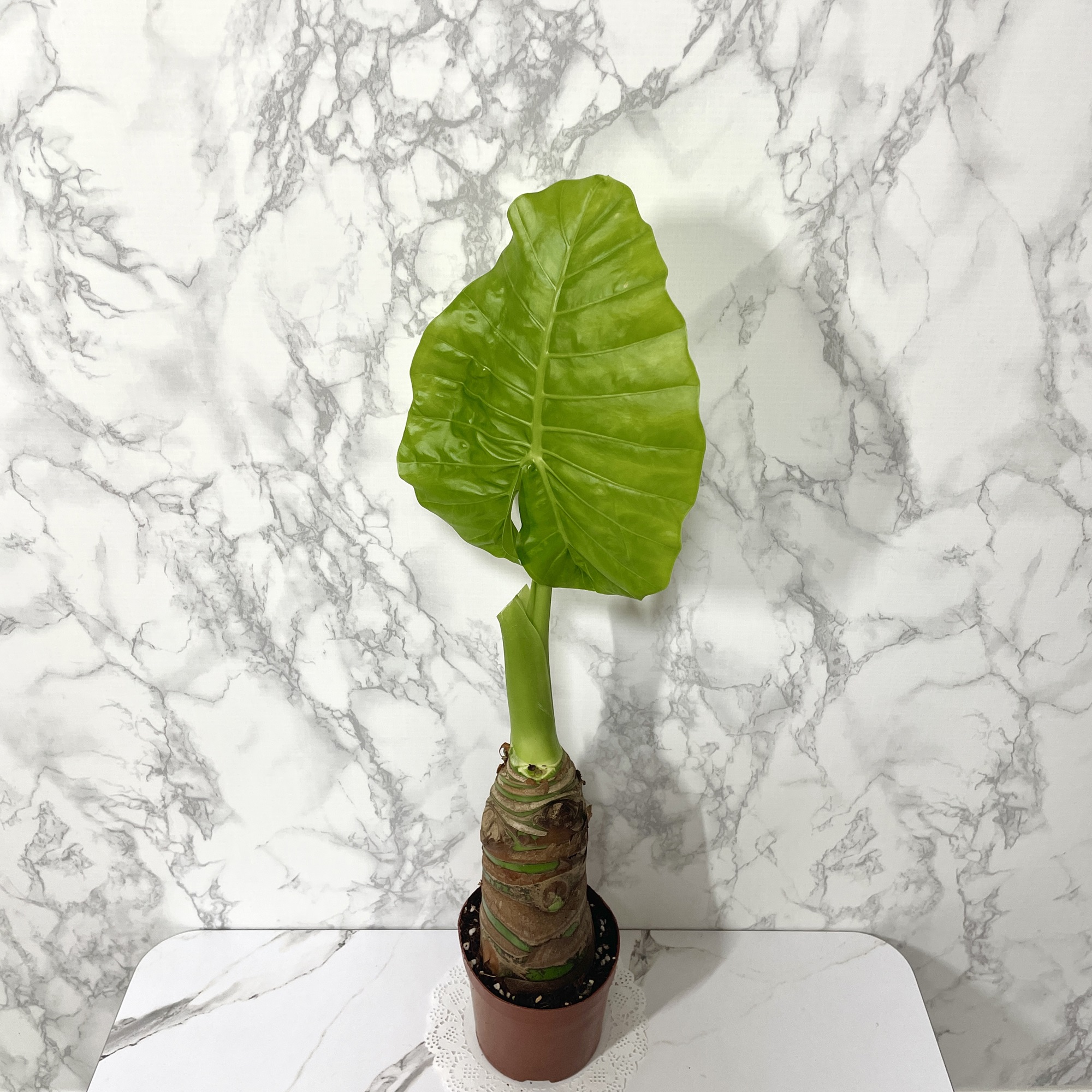 알로카시아 키우기&amp;#44; 종류&amp;#44; 번식&amp;#44; 꽃말