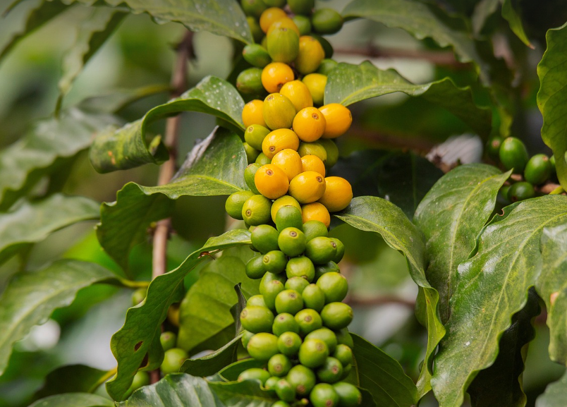 커피나무