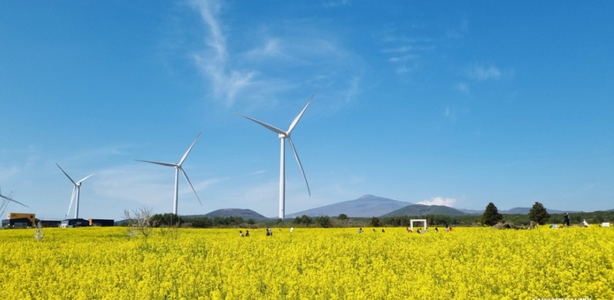 봄꽃 축제 당일여행