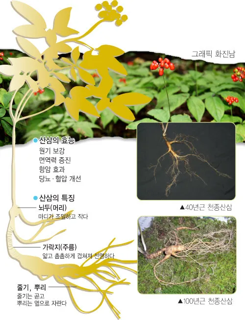 산삼 효능 영양 면역력 피로 회복 위한 섭취법 정리_1
