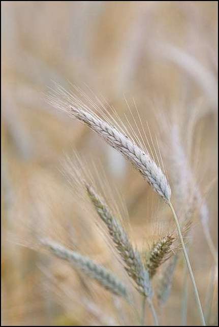 잘 익은 벼이삭