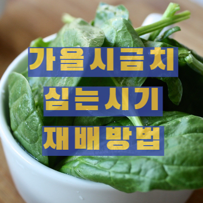 가을 시금치 심는 시기 및 재배방법