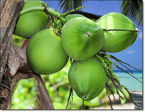 덜익은 코코넛워터