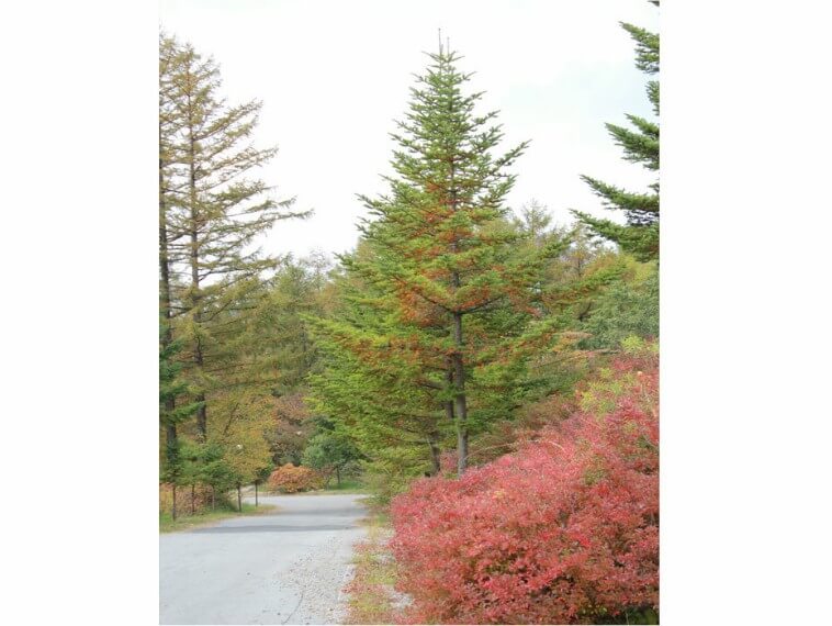 청태산자연휴양림 진입로