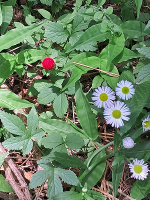 학교 4학년도 가입할 수 있나요?
