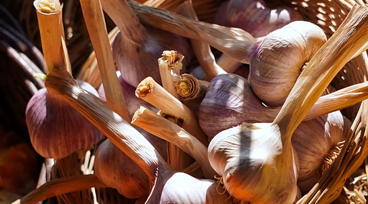 마늘장아찌 담그는법