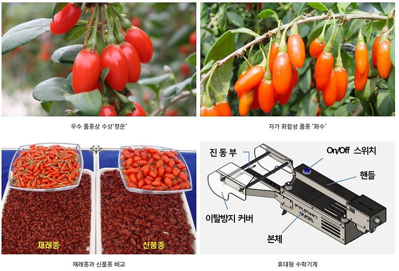 구기자 가루