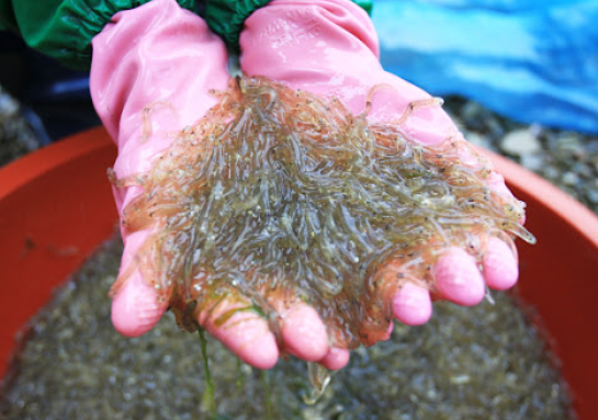 사백어 회 파는곳 실치 맛 식당 추천 먹는법