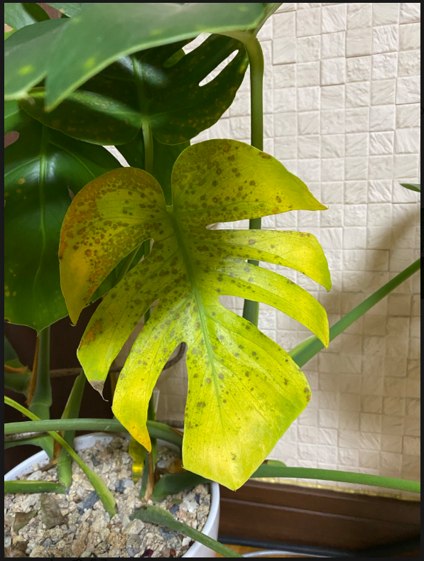 몬테스테라 잎 변색, 노란점 원인과 치료