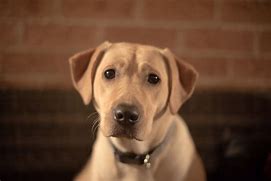 개띠생의 성격-개띠를 알아보자-우리의 롤모델