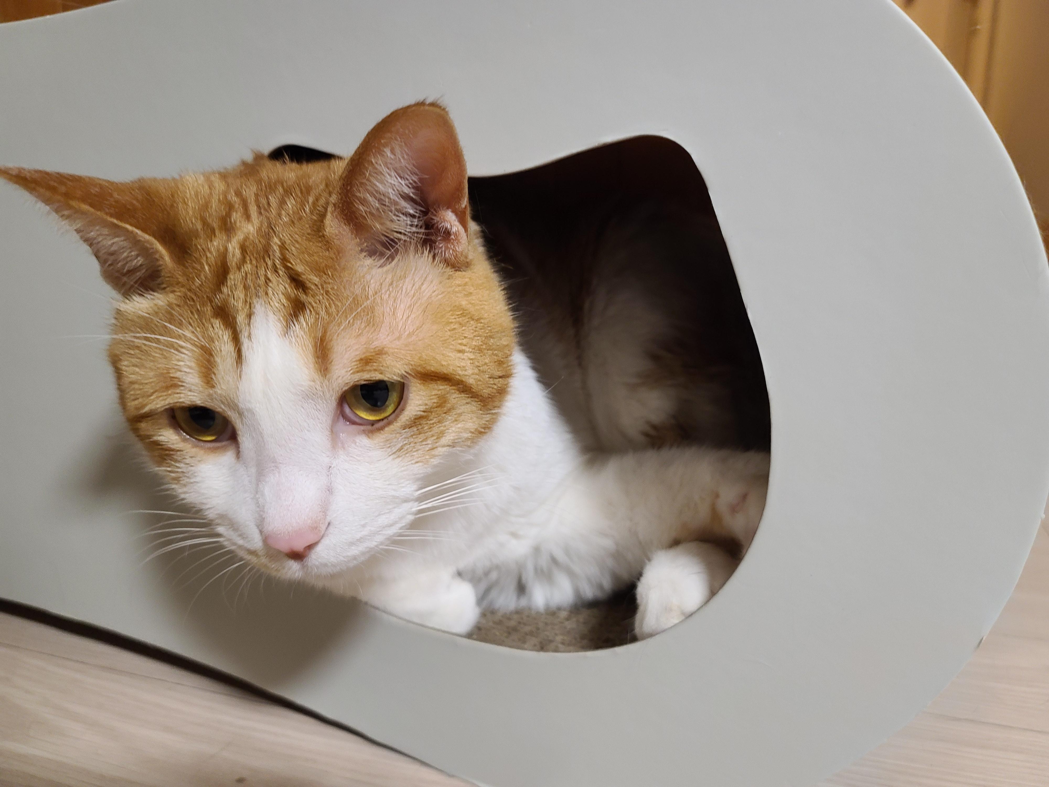 막둥이 삐용이의 요즘 근황.