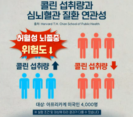 자이언트 파바빈 효능