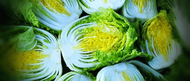 반으로-자른-배추-사진