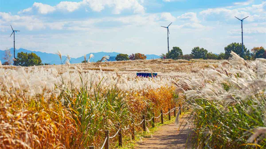 10월 가을꽃축제 일정