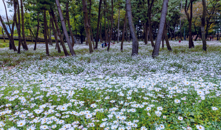 밀양 삼문송림공원