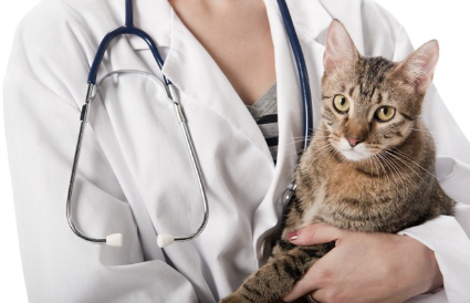 검사 받고 있는 고양이.